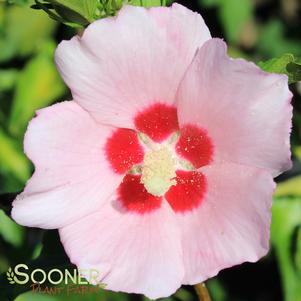 BLUSH SATIN® ALTHEA